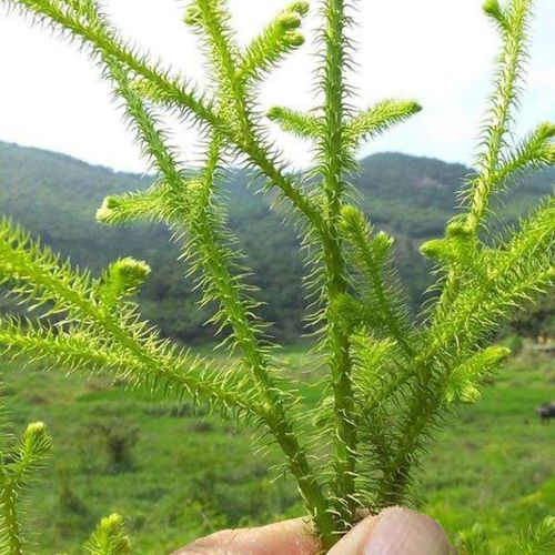 北京同仁堂原料新鲜采挖野生伸筋草 中药材筋骨草 舒筋草 通筋草透骨