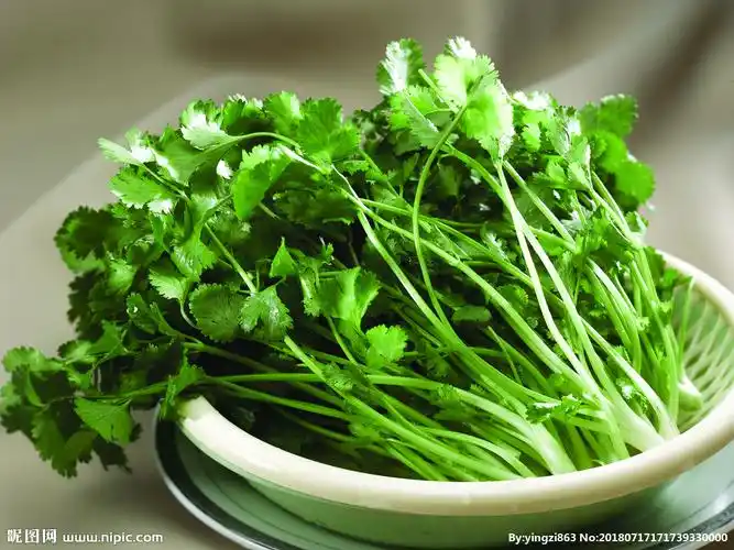 香菜图片