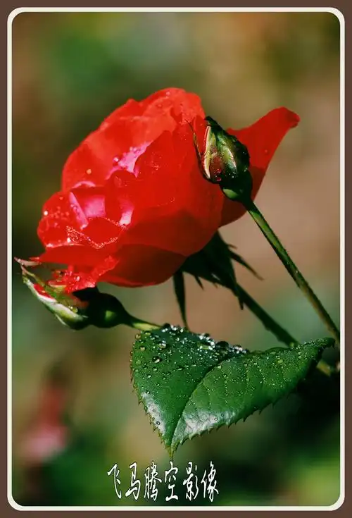 很特别漂亮的花