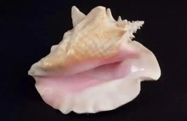 女王贝是什么贝壳图片