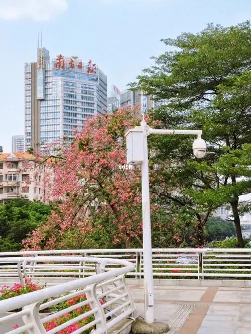 在夏末热烈盛开的美丽异木棉手机取景花絮