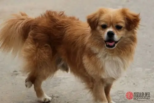 1994年属狗的最佳配偶是什么生肖的人