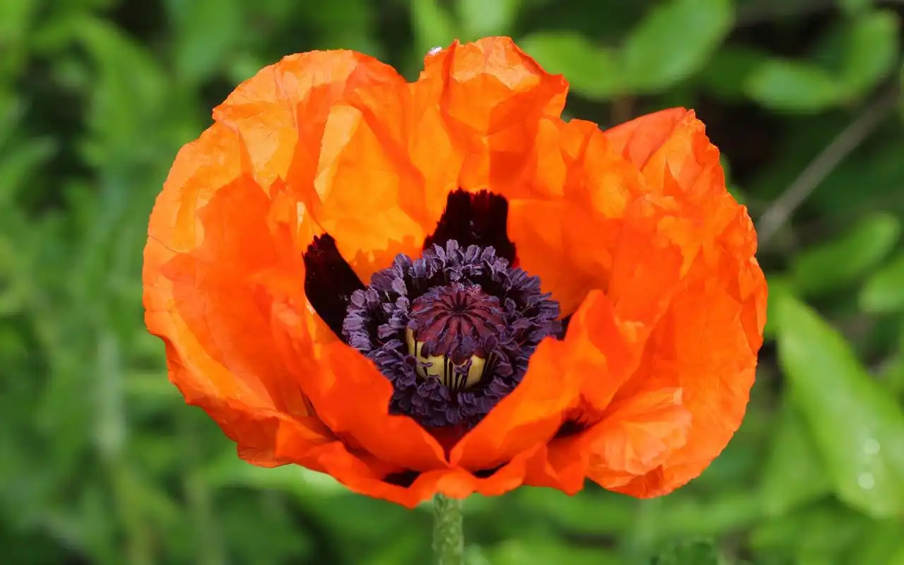 鲜艳唯美的罂粟花图片桌面壁纸