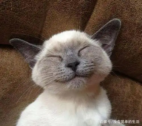 猫笑得开心吗?不要误解他的表情,猫是通过其他方式快乐的表现