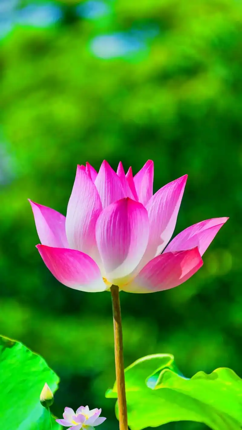 人间有一种相遇,不是在路上,而是在心里.#荷花 #高清壁纸  - 抖音