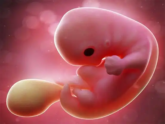 可以看见胎芽,大约是怀孕多少周了?