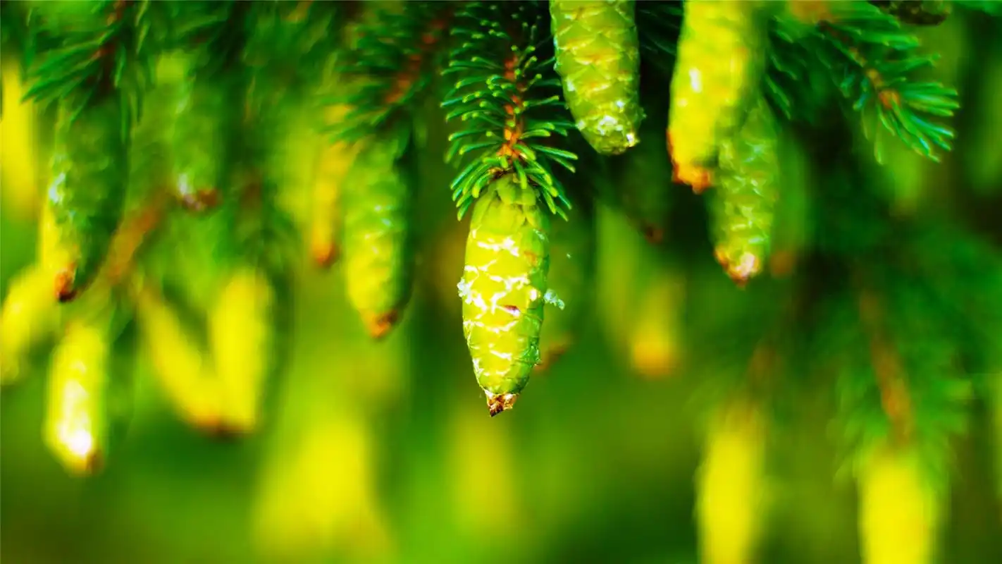 精选净化心灵的好看大自然绿色风景高清护眼桌面图片下载