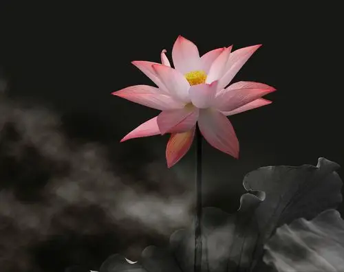 我是阿妈佛心上的一朵莲