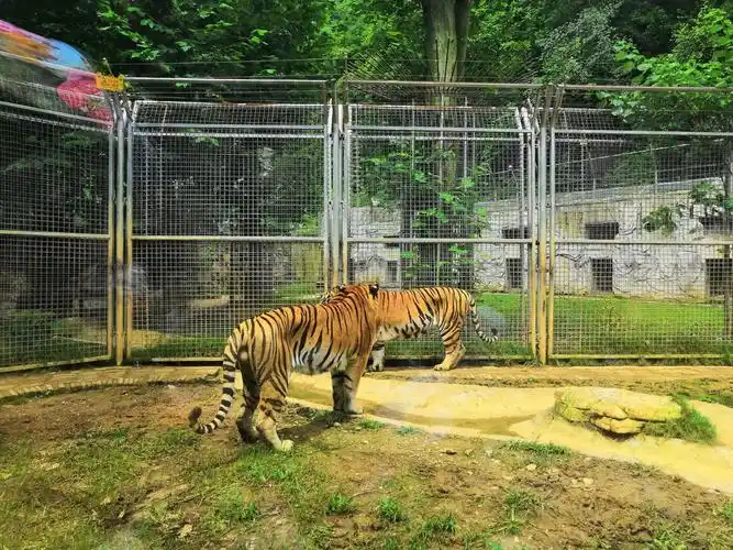 两只老虎笼中嬉戏