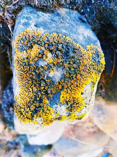 乡野奇趣石头花