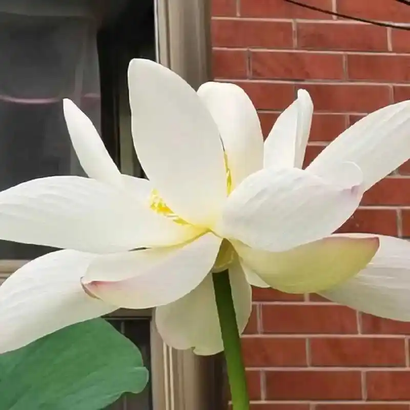 愿动,拿起手机抖音中,看到莲花说两声,莲花一直是最爱,原来菩萨来点化