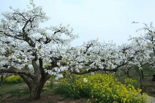 梨花图话徐州彭城社区