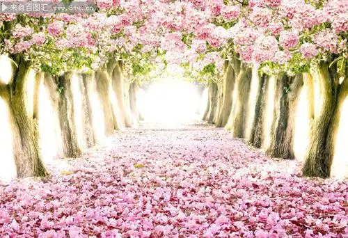 高清浪漫花海壁纸