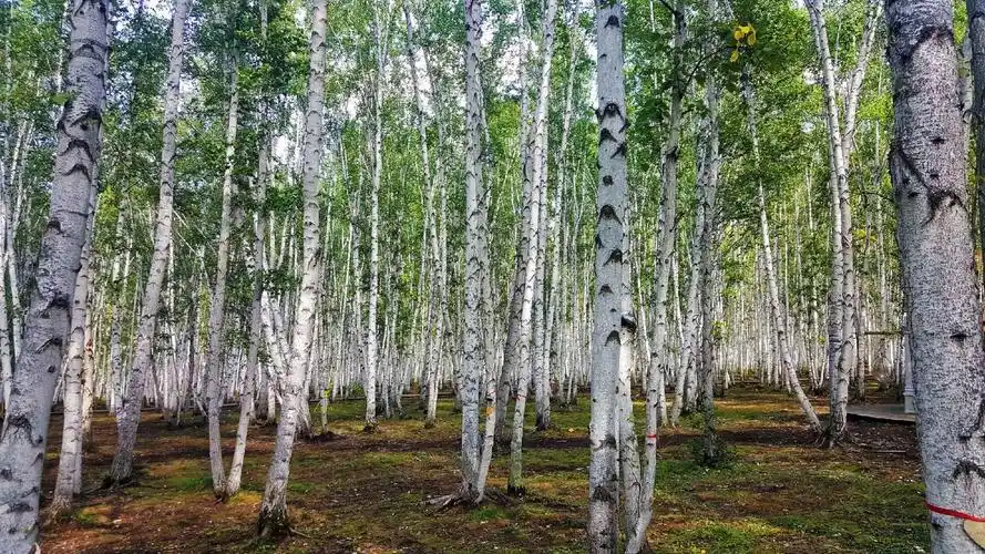 "东北万里行自驾游" 之十 (白桦林,室韦)