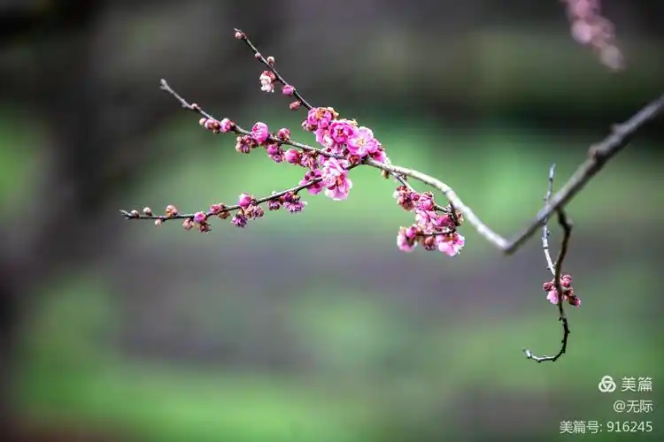 超凡脱俗的一剪梅