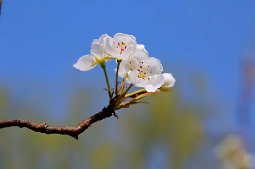 玉树梨花英气清