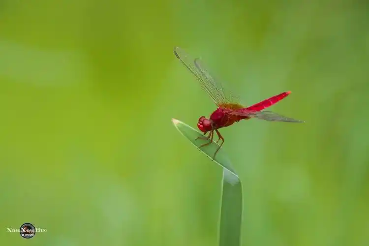 【图片10】-----蜻蜓--蜂鸟论坛照片套图