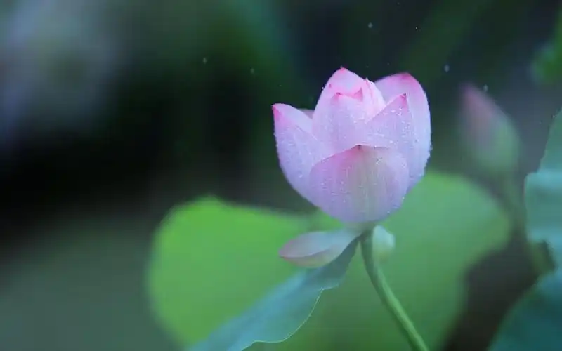 清新养眼荷花图片桌面壁纸