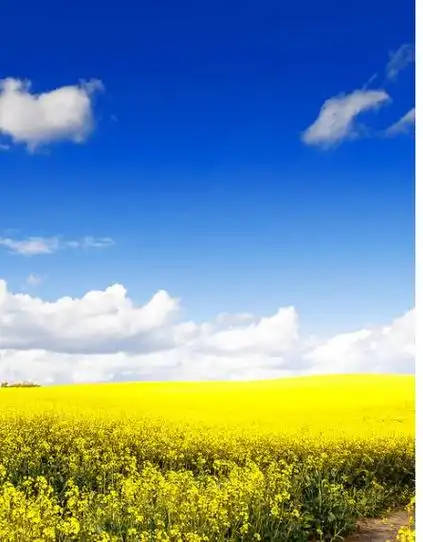 步步倾心电视剧新剧上映hd1080p全集