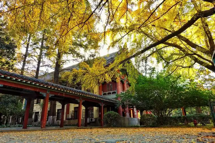 抬头看看东方最美校园南京师范大学校园里秋天的树