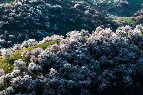 伊犁杏花沟