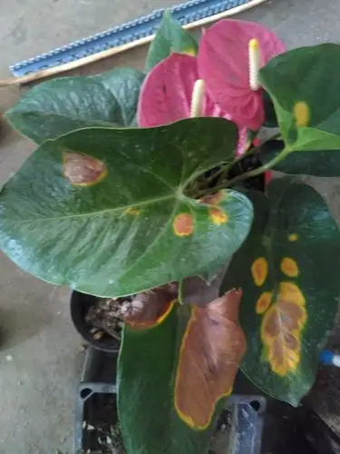 红掌叶子发黄焦枯怎么办,是什么原因,求大神指教,急急急