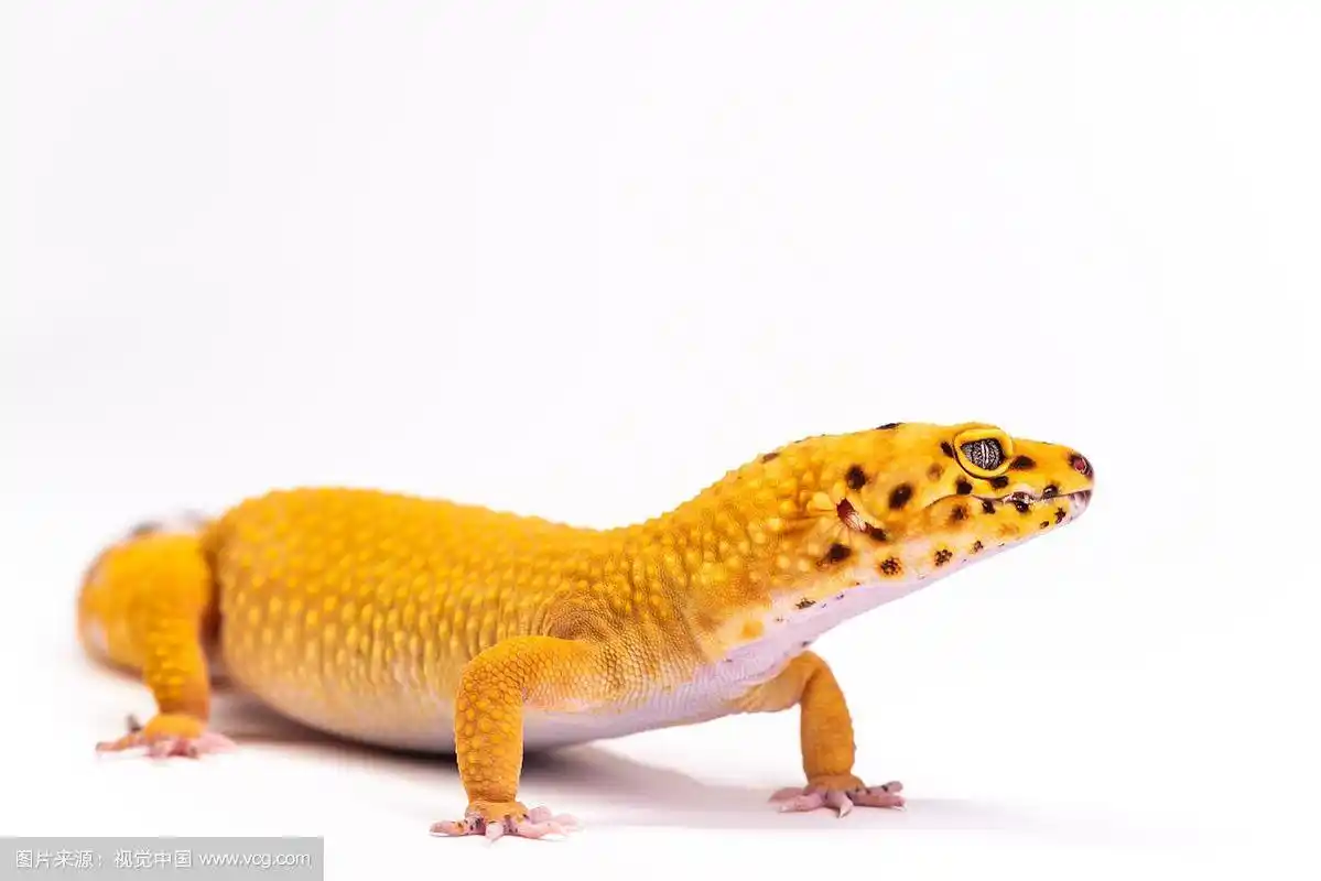 影棚白色背景守宫图片