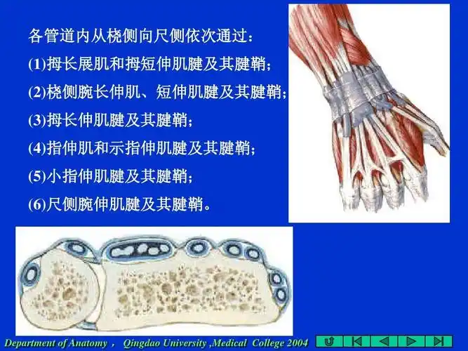 手的解剖幻灯ppt