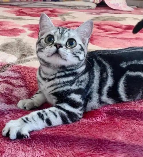 九宫格的美短银虎斑你们喜欢吗00