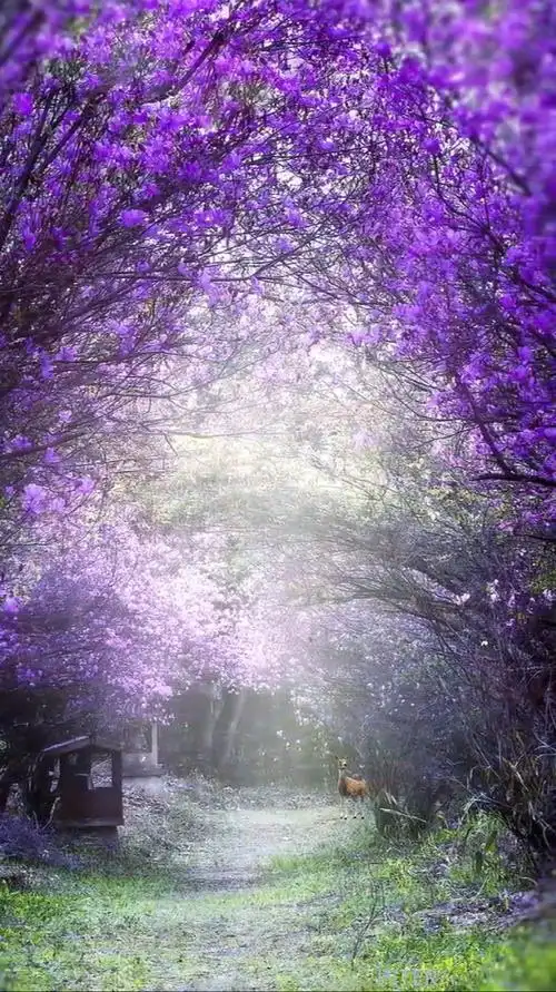 最好的风景:见过花开就好了,又何必在意花属于谁