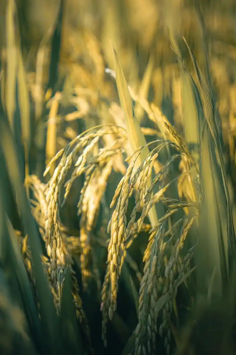 90秋收·农忙996990.#摄影 #稻田风光 #感受大自然的 - 抖音