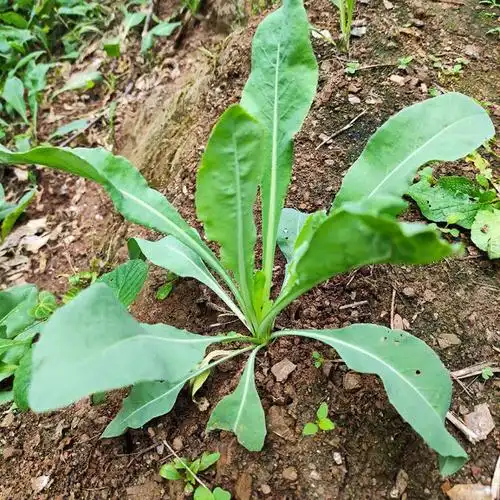 新鲜板蓝根苗中草药材方块装茶叶子陕西商洛其他药食同源食品