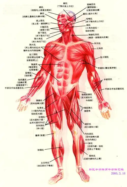 人体结构图,详细的,清晰的,分骨骼,肌肉,等等的._百度知道