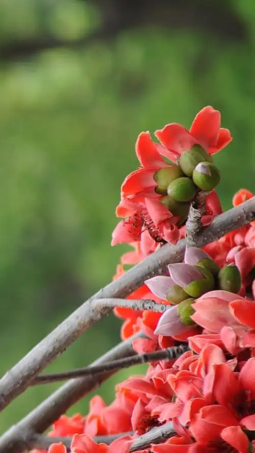 广东东莞虎门木棉花06