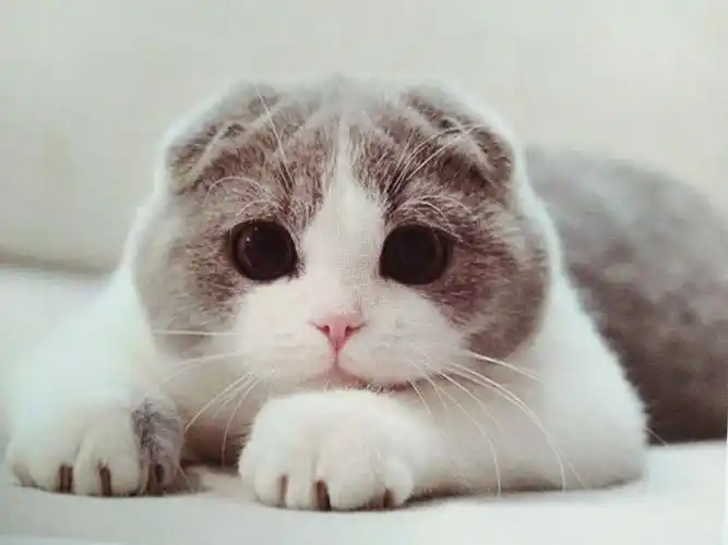 我的小可爱,那萌萌的眼神,超喜欢!