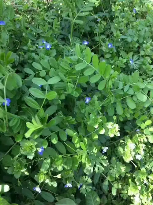 春天里的青青草