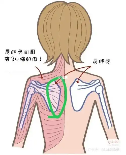 孕晚期有左侧肩胛骨疼的集美吗