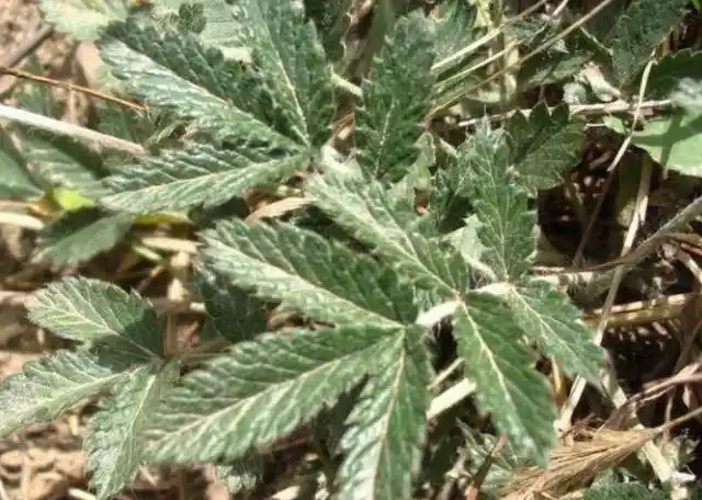 此草被称"翻白",叶子形状奇怪,一般人不理会,药商愿花高价买