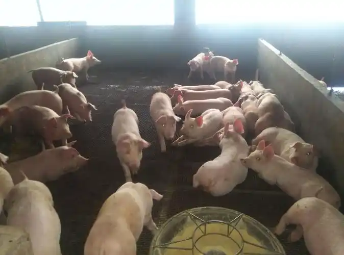 118乳猪料不拉稀70天56斤猪