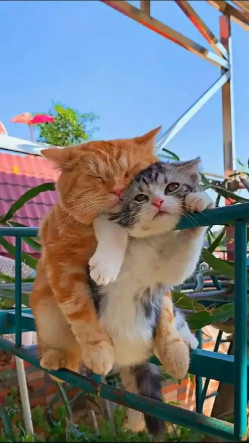 这才是一家人的感觉,这俩猫抱在一起太有爱了吧!