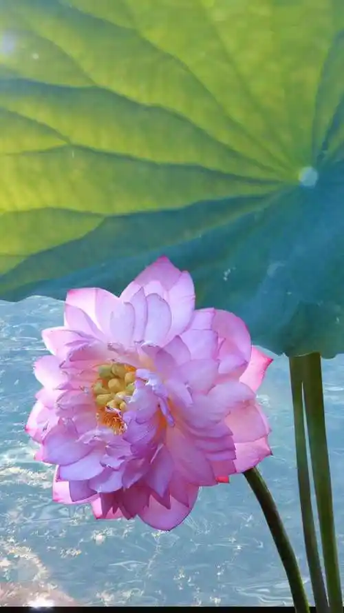 风景动态壁纸 情醉莲花动态壁纸_高清竖屏视频下载-火萤壁纸