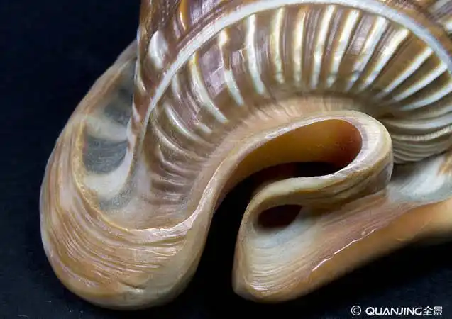 贝壳图片_图片大全