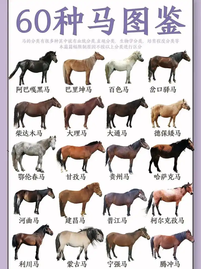 世界名马 - 银鬃烈马 - 抖音