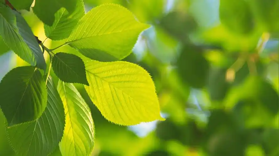 清新护眼的绿色叶子图片桌面壁纸,唯美清新又可以护眼的绿色叶子风景