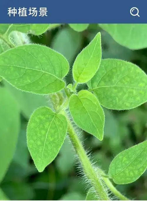 【官方旗舰】白毛藤 中药材白英排风藤蜀羊泉毛葫芦草种籽道地种孑