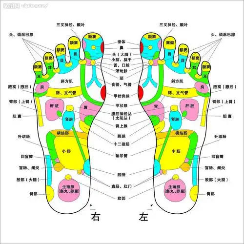 脚底穴位按摩图图片