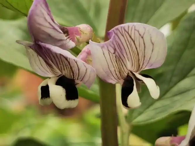 蚕豆花开了,开得十分淡雅,仔细一看,花