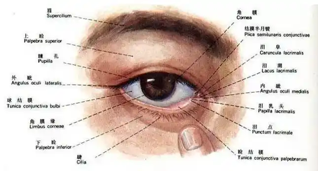 画的时候很容易就会画错位置,下图下眼睑白色的一条就是睑结膜的边缘