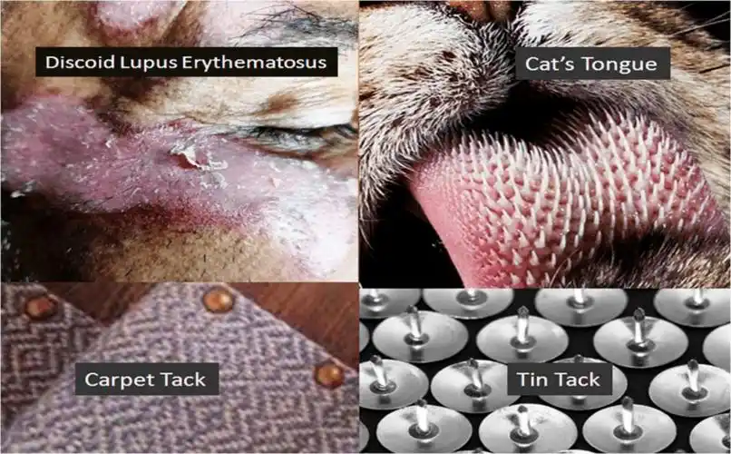 以笔穿纸解释盘状红斑狼疮地毯钉征的简易技法