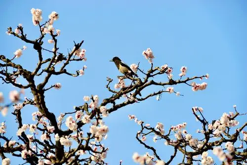 【春天里的陕西】细语杏花赏蓝田